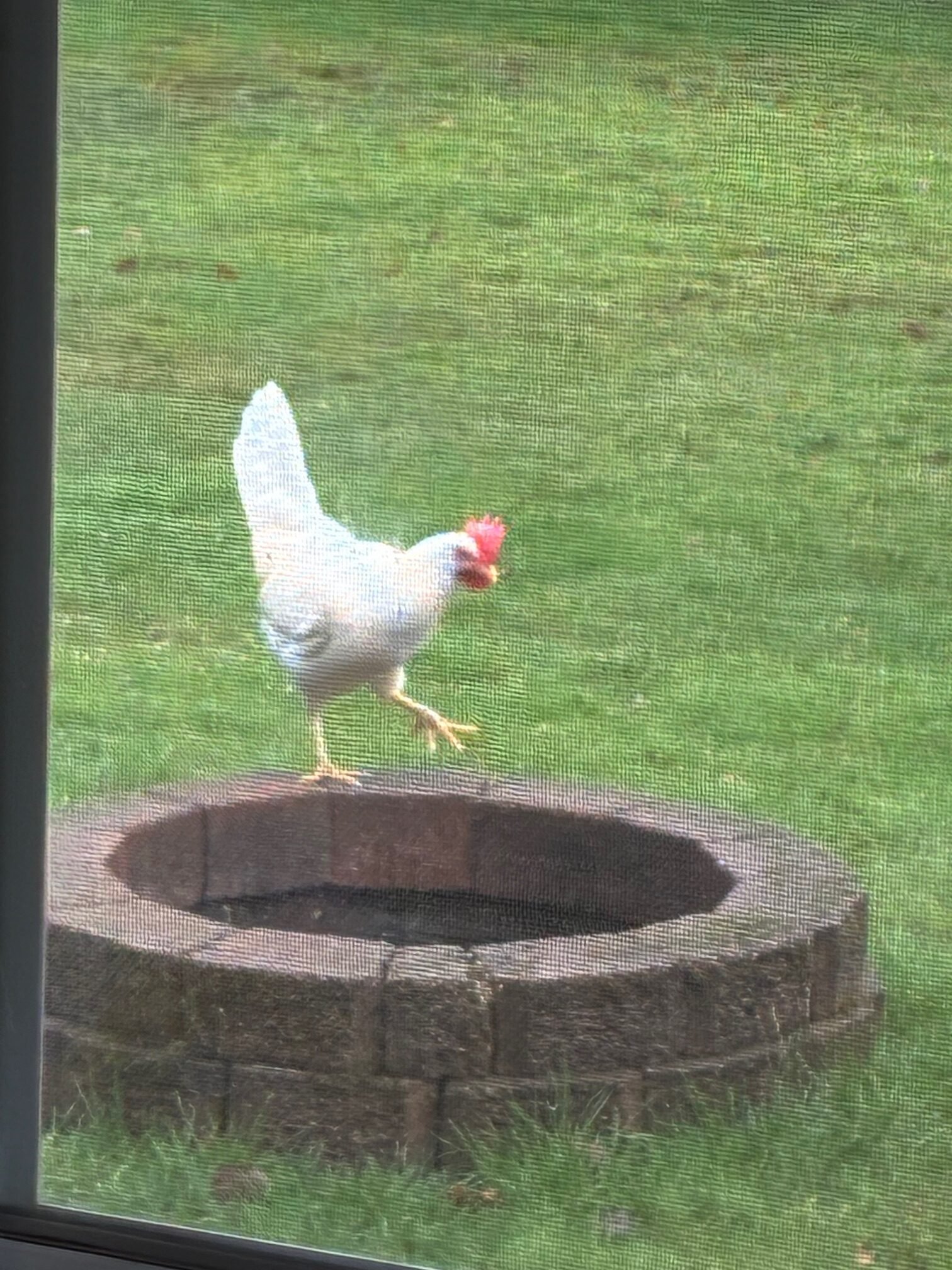 {Snapshot Wednesday} Planting fall garlic